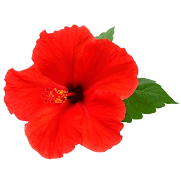 Hibiscus sabdariffa