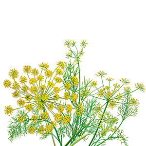 Pimpinella anisum