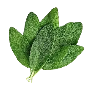 Sálvia Officinalis L